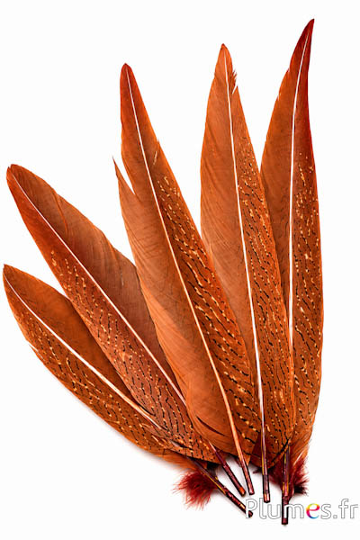 Fagiano argentato con lustrini - 32-38 cm -  azteco dorato